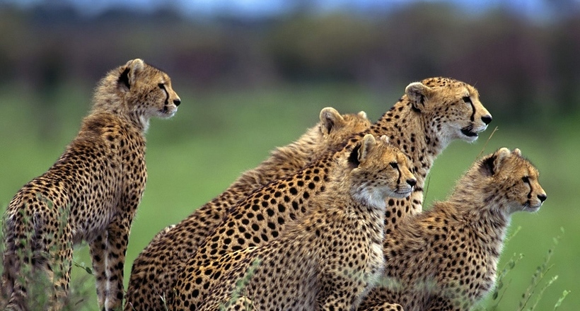 Генетична вразливість: як близьку спорідненість позначиться на популяцію гепардів