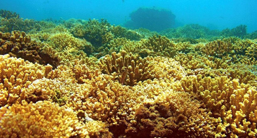 У затоці Канеохе живуть корали, яким не страшно потепління і забруднення води