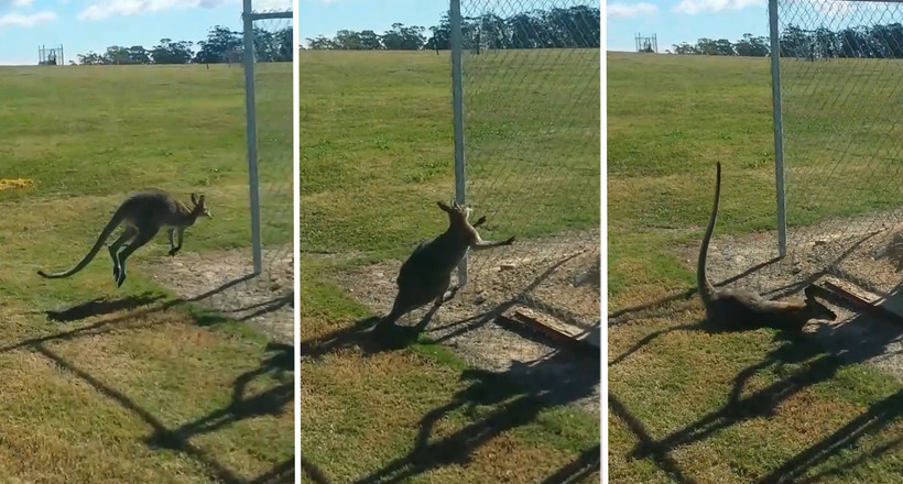 Відео: Незграбний кенгуру не помітив перешкоду і смішно врізався в огорожу