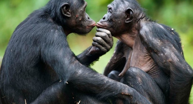 Мамин синок: як самки бонобо влаштовують особисте життя своїх синів