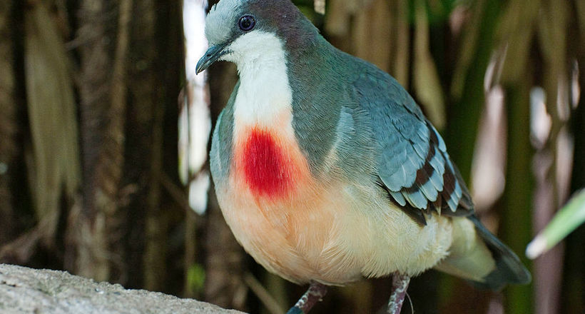 Загадка еволюції: для чого природа нагородила голубів «кривавими плямами» 