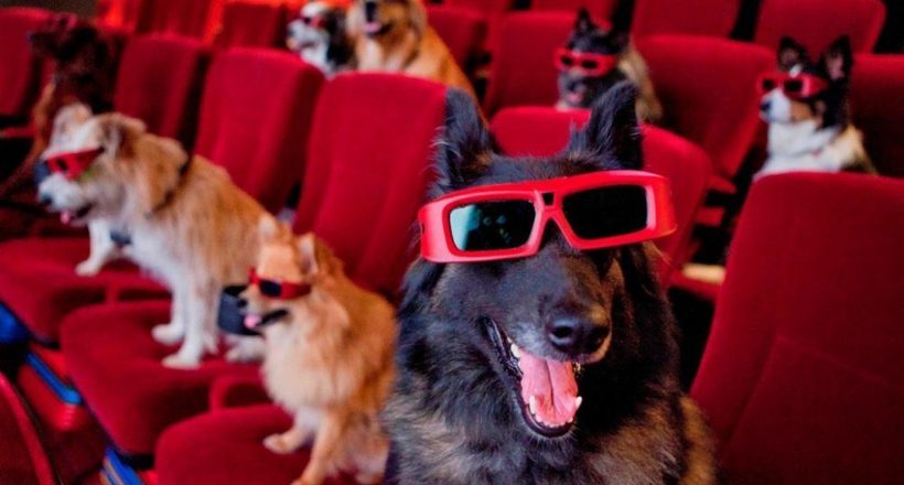 У США відкрили кінотеатр, куди можна прийти з собакою