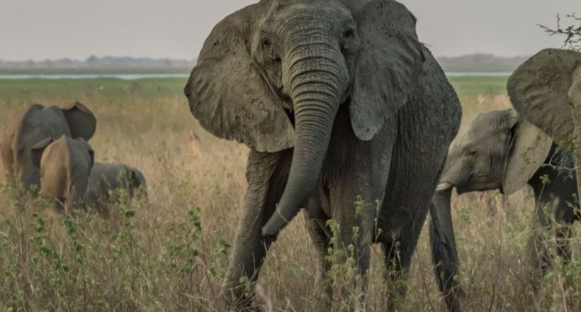На що здатна еволюція: слони народжують дітей без бивнів, щоб на них не полювали