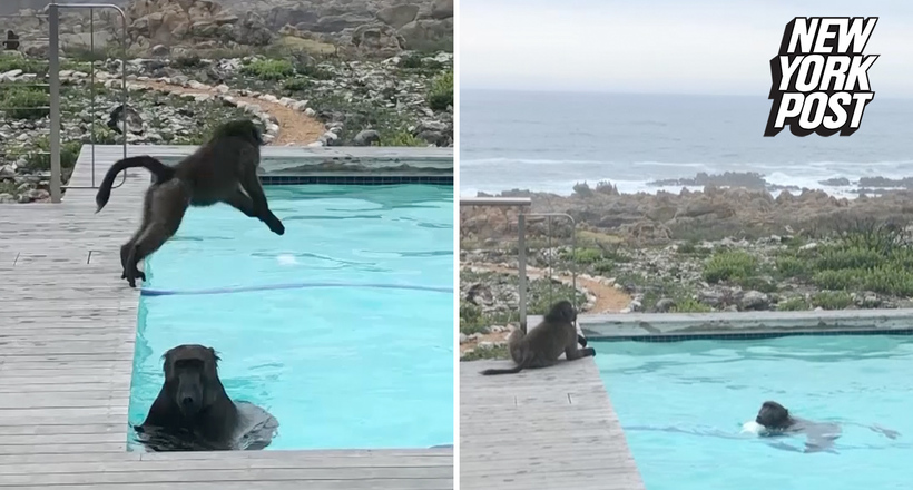 Мавпи так веселилися в басейні, що люди вирішили їх не проганяти, а зняти на відео