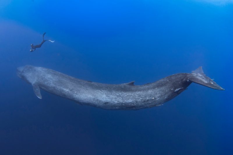 Як познайомилися дайвер і синій кит: фото морського гіганта і крихітного людини