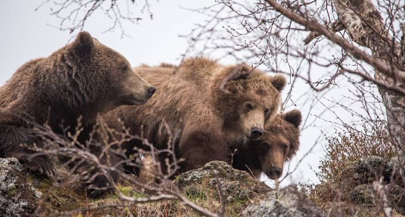 На Камчатці знайшли елітне житло ведмедів: багатоповерхові барлогу з видом на озеро