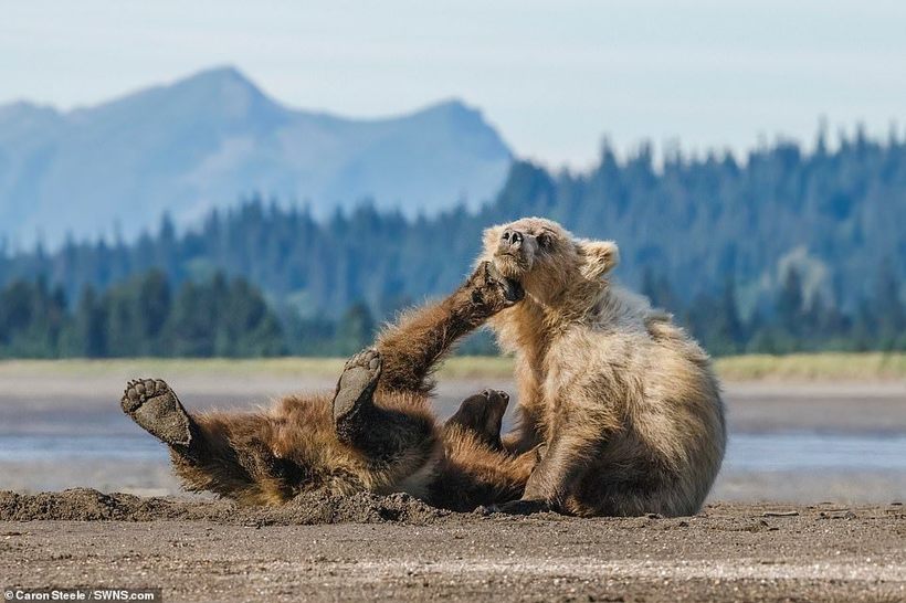 Справжні боксери: фотограф зафіксувала грайливий бій двох ведмедів