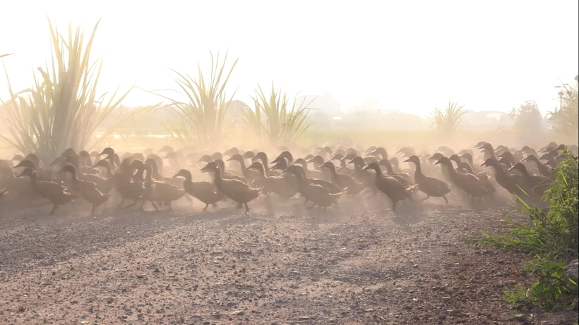 Тисячі качок біжать до водоймища в Таїланді, і відео зовсім не прискорено, як можна подумати
