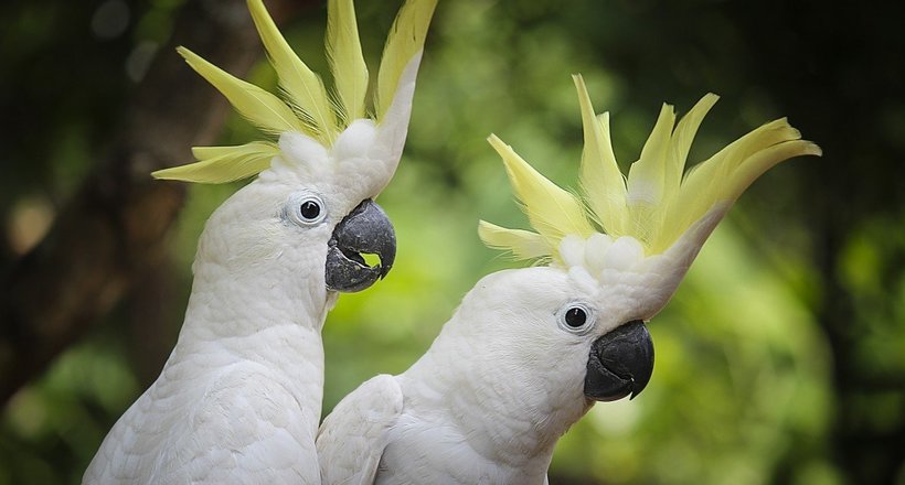 Чому папуги можуть говорити