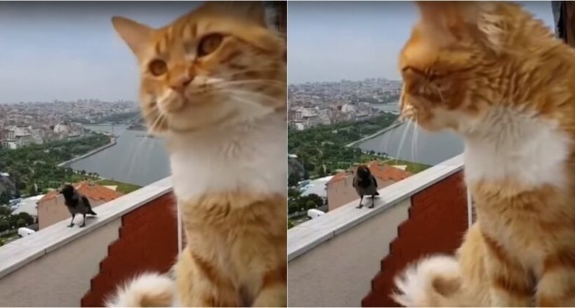 Автор відео став свідком смішного діалогу свого кота і прилетіла ворони