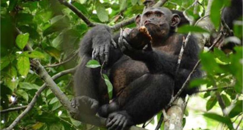Відео: Дивовижна картина — шимпанзе їсть черепаху, закушуючи листям