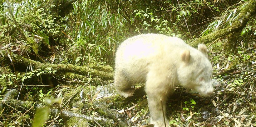 Відео: Вперше в історії на камеру-пастку потрапила повністю біла панда-альбінос