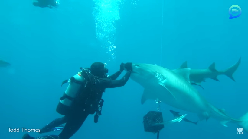 Відео: Дайвер плаває серед акул і навіть гладить їх по морді, не втрачаючи при цьому руки