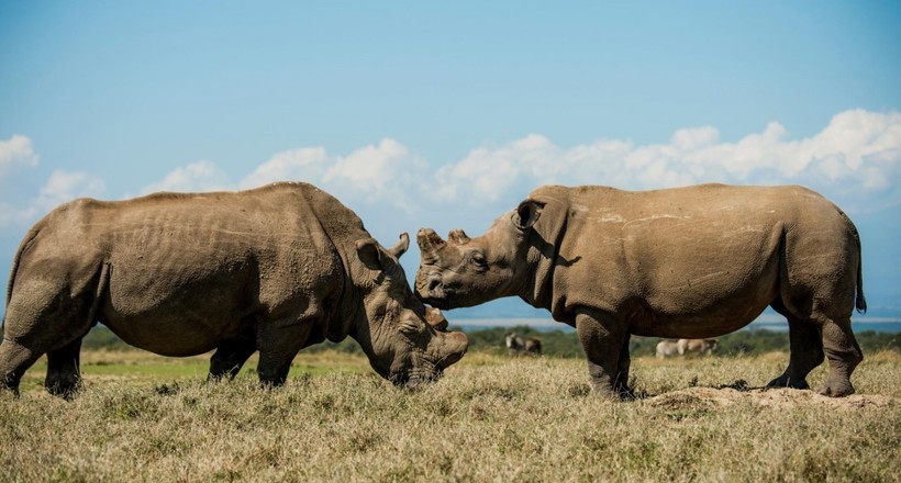Чорний і білий носоріг: чому їх так назвали, адже насправді вони обидва сірі
