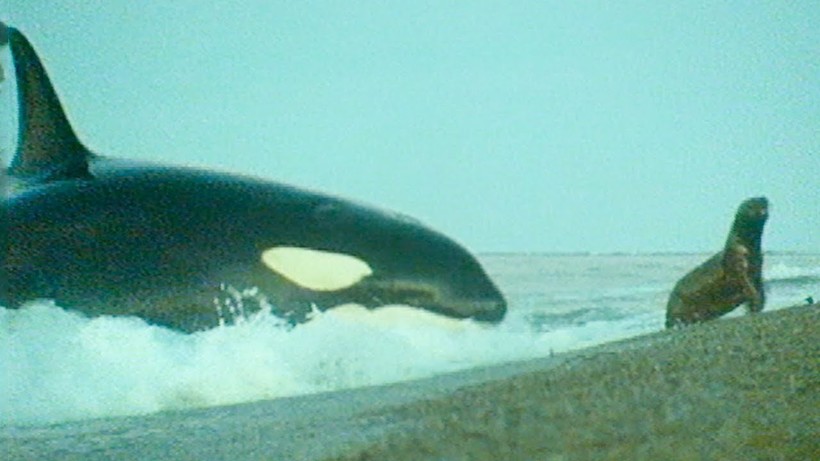 Неймовірне за видовищністю відео ВВС: як кити-вбивці ловлять тюленів біля самого берега