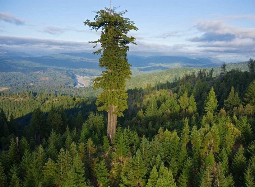 Відео: Як високо може вирости дерево