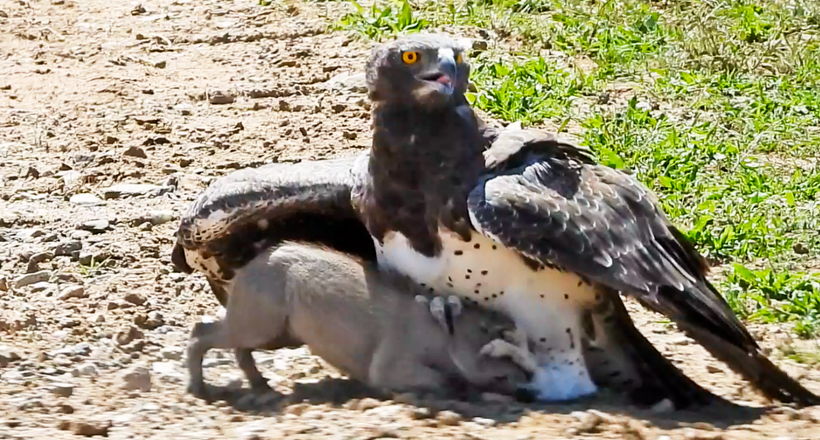 Відео: Орел нападає на дитинча бородавочника, перебігає дорогу