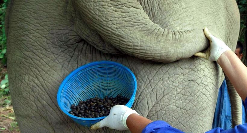 Відео: Зерна, які шукають в гної слонів — як роблять найдорожчий у світі кави
