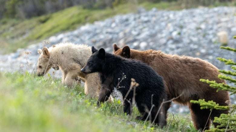 Бурий, чорний, білий: у Канаді знайшли триколірну сім'ю ведмедів