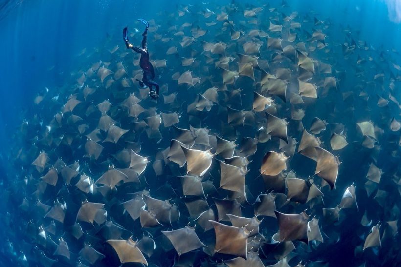 Плавання серед морських дияволів: дайвери пропливли з тисячами скатів