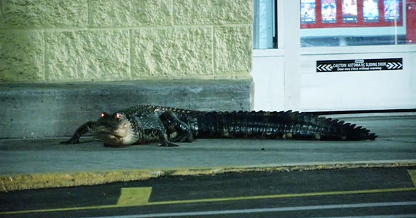Відео: Двометровий алігатор заблокував вхід в супермаркет у Флориді