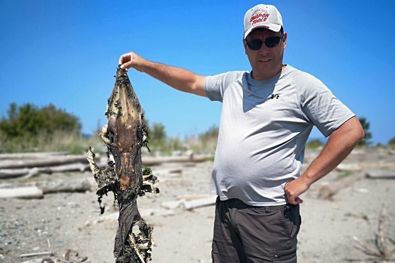 Голова крокодила і зуби на хвості: канадець знайшов на березі непізнане істота