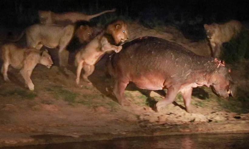 Відео: Цілий прайд левів не зміг повалити навіть виснаженого бегемота
