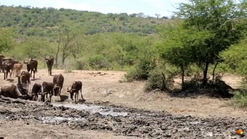 Відео: Леопард у блискавичній атаці наздогнав антилопу біля водопою