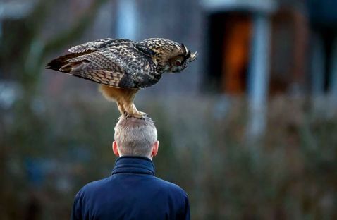 Познайомтеся з голландської совою, яка любить приземлятися людям на голову