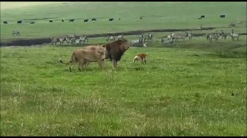 Відео: В Африці собака «зганьбила» лева прямо на очах у його левиці