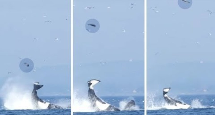 Відео: Косатка хвостом підкинула тюленя в повітря на 25 метрів