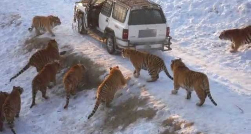 Відео: Тигри оточили машину в Національному парку, чекаючи, коли в небо випустять птахів