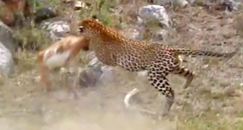 Відео: Леопард зловив антилопу прямо на льоту