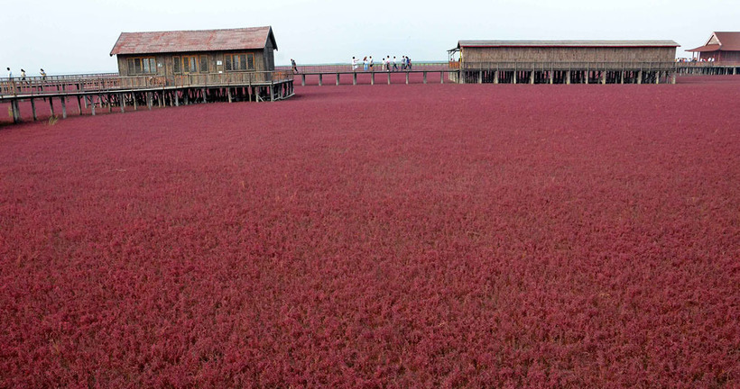 Місце інопланетної краси: Червоний пляж у Китаї, який схожий на багряний килим