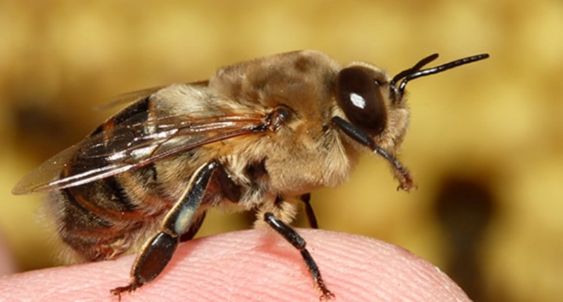 Цариця або робочий клас: як майбутнє бджіл залежить від складу харчування в дитинстві