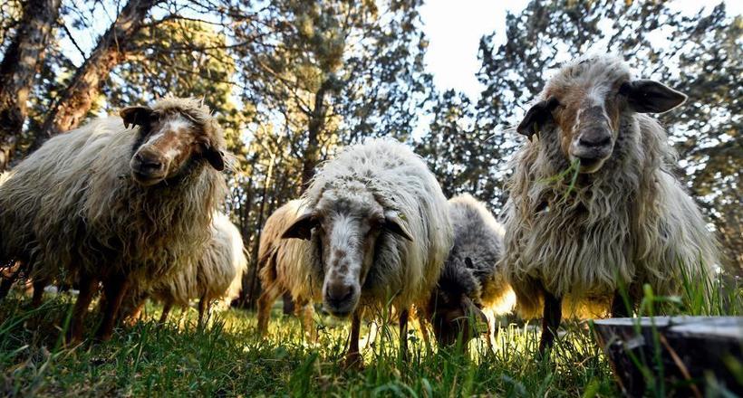 У міському парку Мадрида самі незвичайні садівники: за парком доглядають вівці