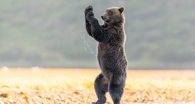 Кому-то пора освоювати пілон: фотоловушка зафіксувала кумедні танці ведмедя