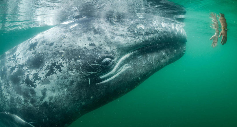Дитинча кита підплив впритул до людей і попросив його погладити