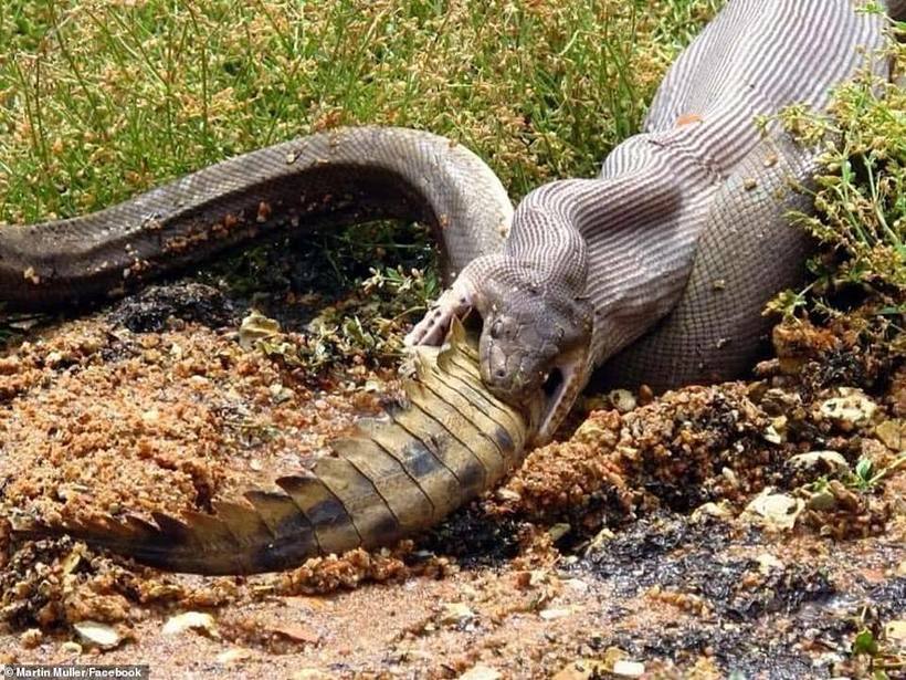 Австралієць сфотографував, як пітон проковтнув цілого крокодила