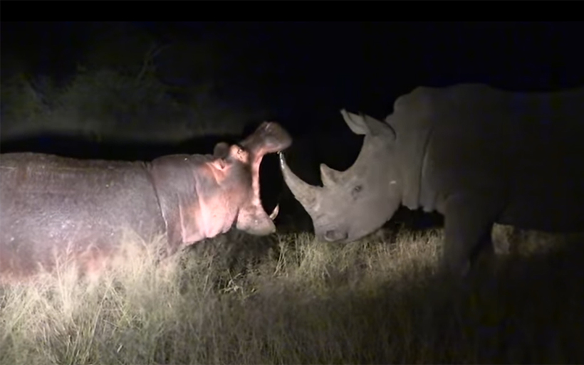 Протистояння двох рівних по силі титанів: сутичку носорога і бегемота зняли на відео