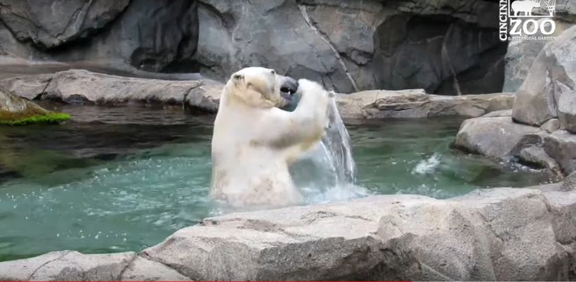 Відео: найстрашніший звір півночі — білий ведмідь грається з м'ячиком, немов дитя