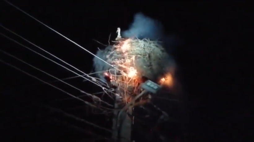 Відео: Лелека до останнього оберігала пташенят в палаючому гнізді, поки люди гасили стовп