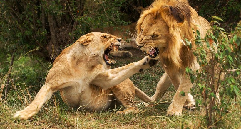 Відео: Війна львів — самці напали на прайд левиць, щоб відняти їх видобуток і територію