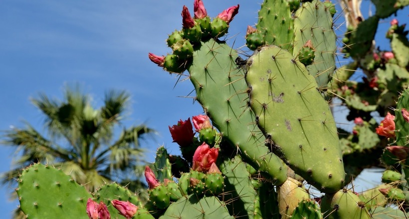 У Мексиці навчилися робити біорозкладаний пластик з кактусів