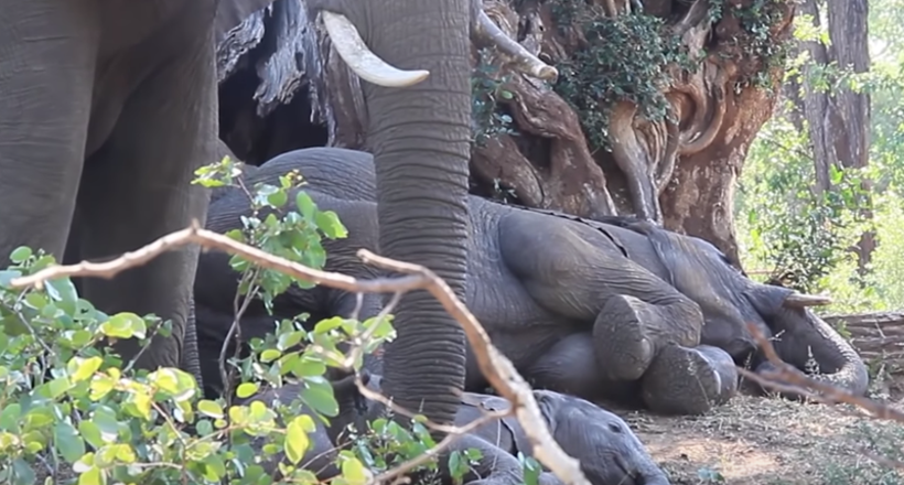 Відео: Як мамі розбудити малюка-слоненяти