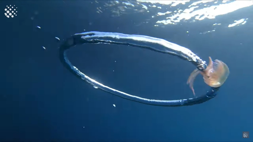 Що буде, якщо потрапити у вир: дайвер змусив медузу пережити водний вихор
