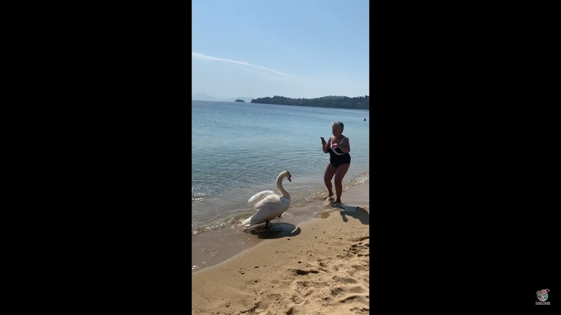 Відео: Жінка хотіла зробити фото лебединого сімейства, але самець загнав її у воду
