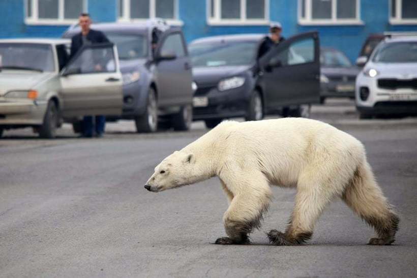 Жителі Норильська вперше за 40 років зустріли на вулиці білого ведмедя 