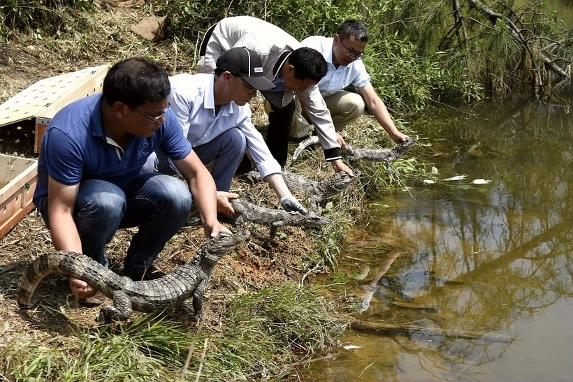 Відео: Навіщо китайці випустили в річку 120 алігаторів