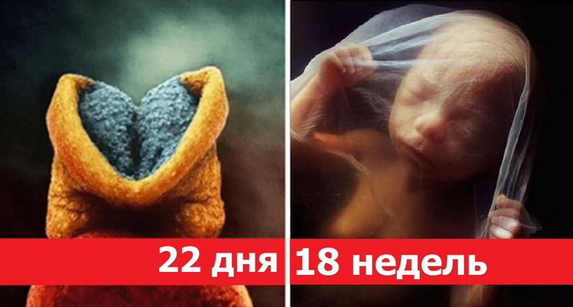 Як зароджується людське життя: 25 реальних знімків унікального фотографа-вченого